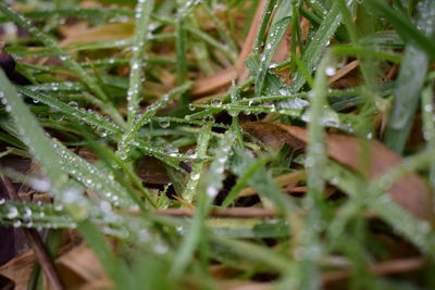 Close-up of raindrops on grass