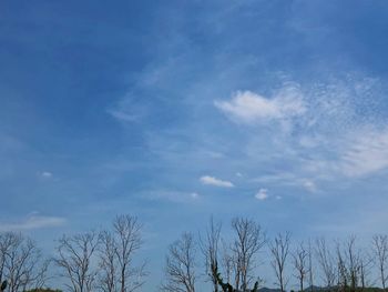 Low angle view of bare trees against blue sky