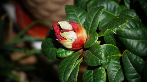 Close-up of rose leaves on plant
