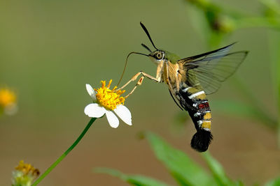 Close-up of butterfly pollinating on flower