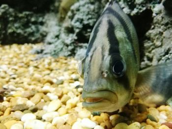 Close-up of fish swimming in aquarium