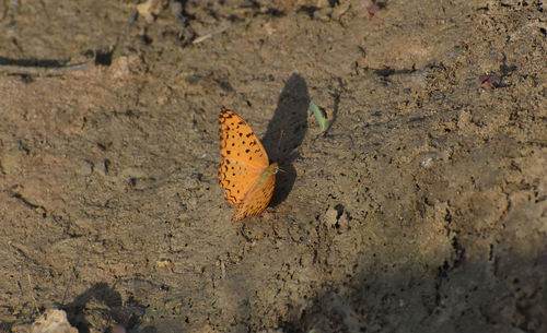 High angle view of butterfly on field