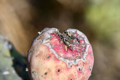 Close-up of apple