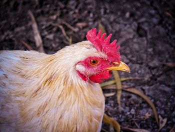 Close-up of rooster