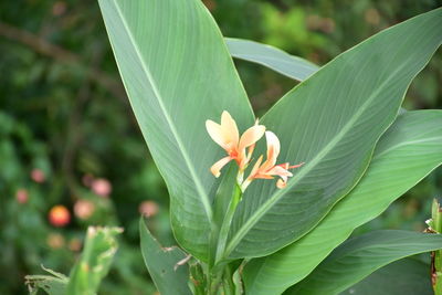 Close-up of flowers