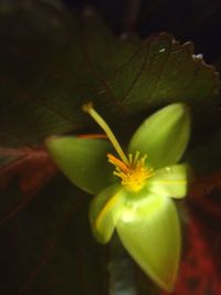 Close-up of yellow flower