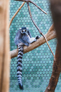 View of monkey on fence at zoo