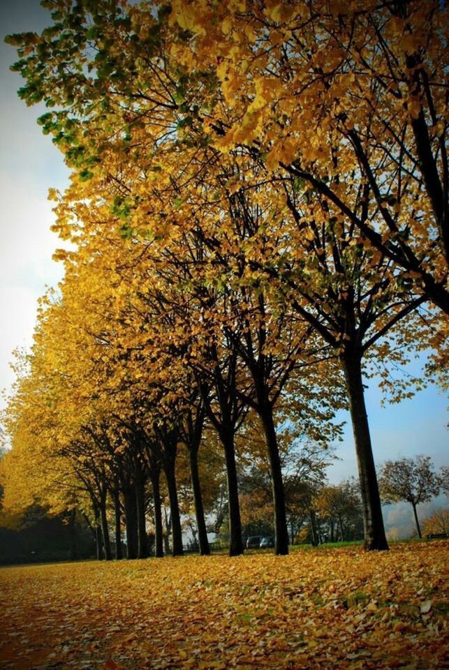 TREES ON AUTUMN LEAVES AGAINST SKY