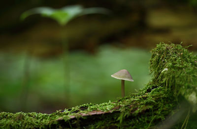 Close-up of mushroom growing on tree trunk with moss