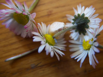 Close-up of flowers