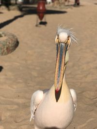 Close-up of pelican