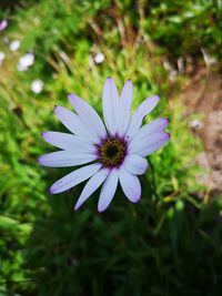 Close-up of purple flower