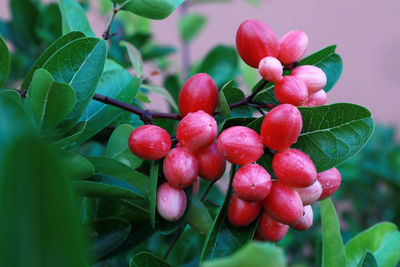 Close-up of cherries growing on plant