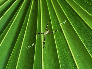 Close-up of grasshopper on leaf