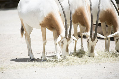 Horses grazing in the field