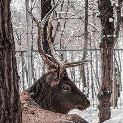 Close-up of giraffe in forest during winter