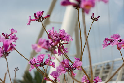 Close-up of pink flowers blooming against sky