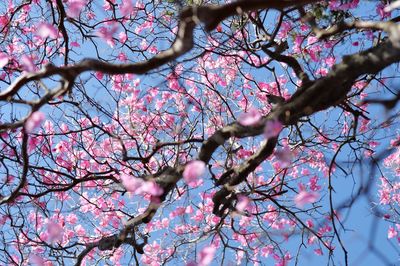 Low angle view of cherry blossom tree