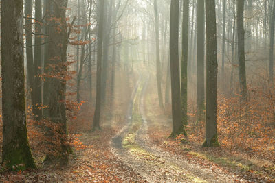 Trees growing in forest