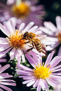 Close-up of bee pollinating on purple flower