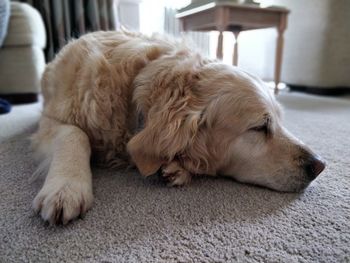 Close-up of dog sleeping at home