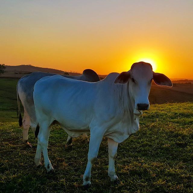 horse, animal themes, domestic animals, livestock, field, mammal, sunset, working animal, standing, herbivorous, landscape, grass, cow, grazing, clear sky, nature, rural scene, sky, domestic cattle, one animal