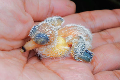 Close-up of human hand holding small