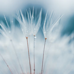 Close-up of plant against sky