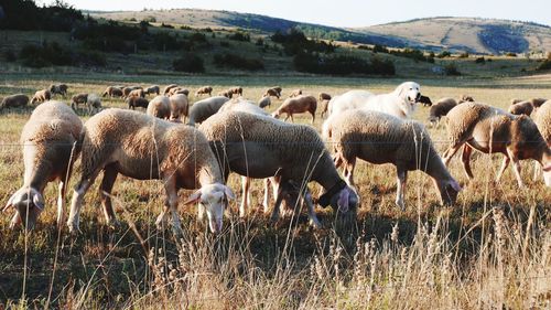 Flock of sheep on field