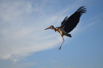 Bird flying against sky