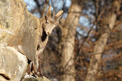 Low angle view of wild goat by rocks in forest