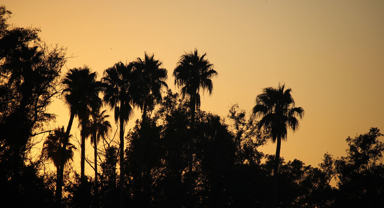 Sunset palm tree