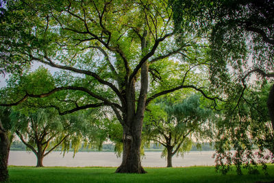 Trees in park