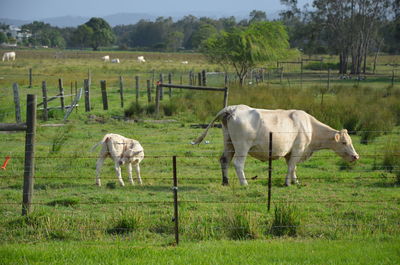 Horses grazing in a field