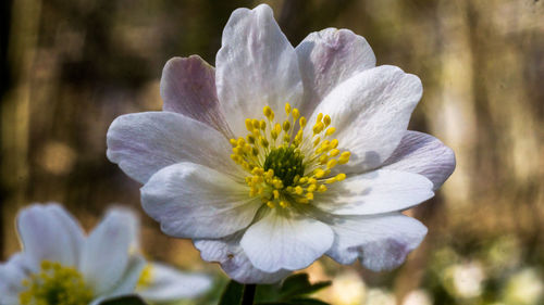 Close-up of white flowering plant