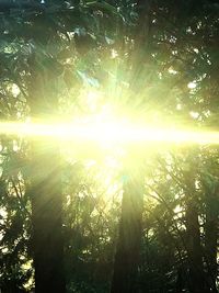 Low angle view of trees in forest against sky