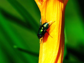 Close-up of insect on flower