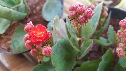 Close-up of pink flowering plant