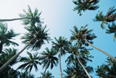 Low angle view of palm trees