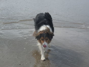 Portrait of dog on field