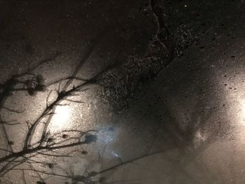 Low angle view of trees against sky at night