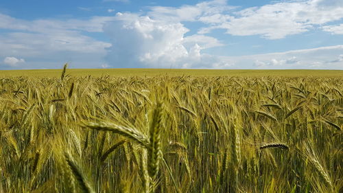 Scenic view of wheat field against sky