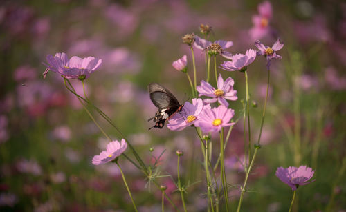 Close-up of butterfly pollinating on pink flower