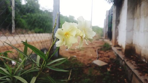 Close-up of white flowering plant