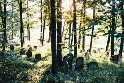 View of sheep in forest