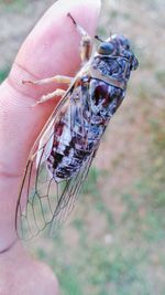 Close-up of hand holding insect