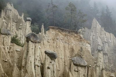 View of birds on rock