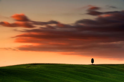 Silhouette of an isolated tree  on the field against sky during sunset in val d' orcia 