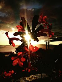 Close-up of flower against sky during sunset