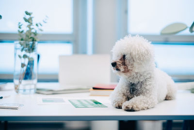 Dog looking at camera on table